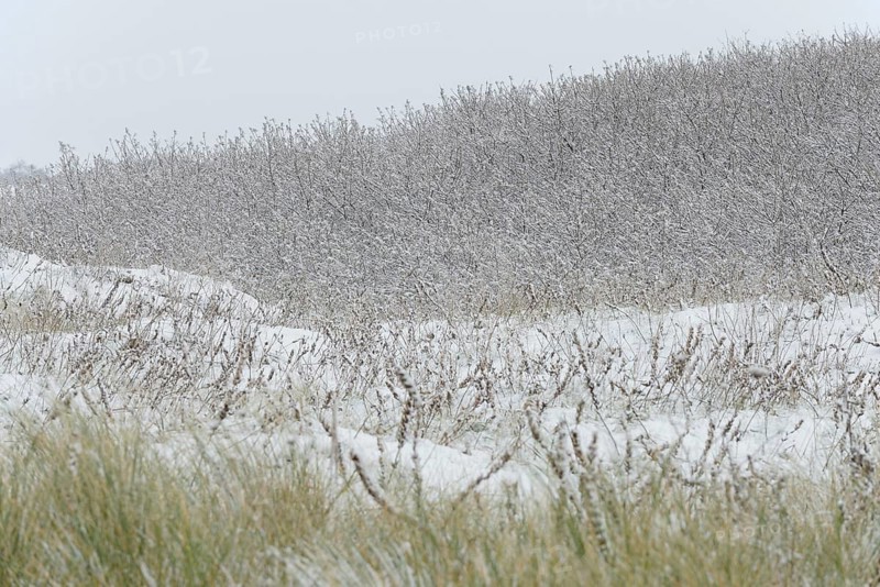Winter day, onset of winter, snow lies on the bushes in the dune landscape of Norddeich, North Sea, Lower Saxony, Germany