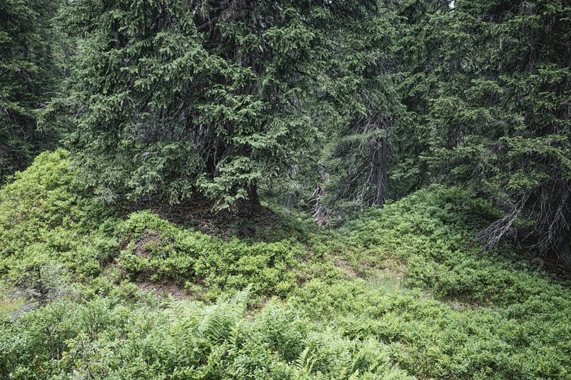 Rauris primeval forest, Rauris, Pinzgau, Salzburg, Austria