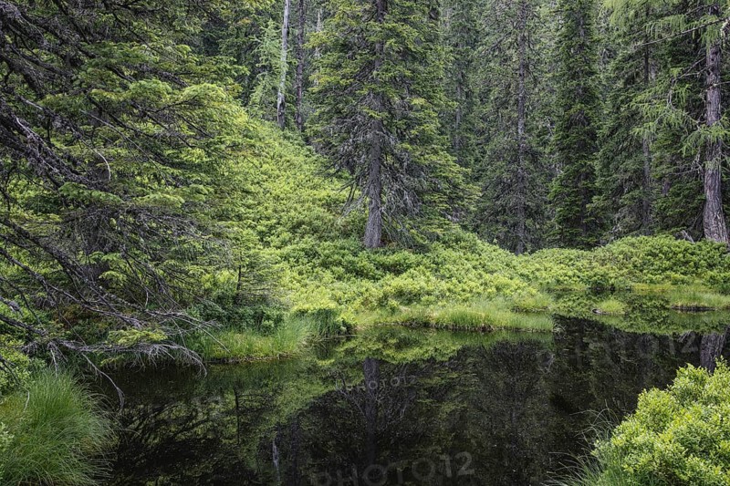 Blackwater pond, Rauris primeval forest, Kolm Saigurn, Pinzgau, Salzburg, Austria