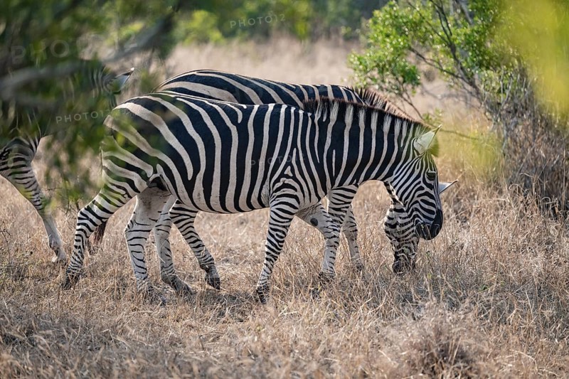 Plains zebra (Equus quagga), in dry grass, Kruger National Park, South Africa