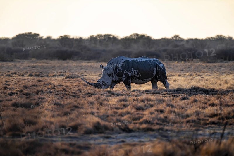 Southern white rhinoceros (Ceratotherium simum simum), Khama Rhino Sanctuary, Serowe, Botswana