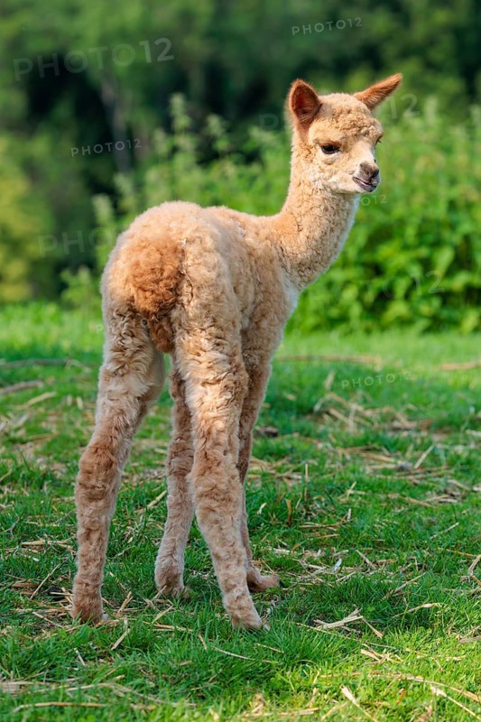 A newly born white alpaca (Vicugna pacos) stands in a green meadow on a sunny day. A green forest can be seen in the background