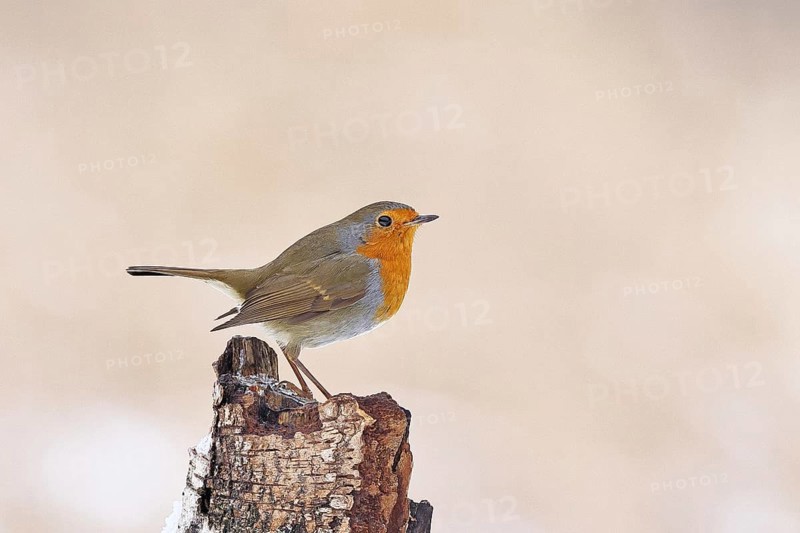 European robin (Erithacus rubecula), on dead wood of a birch tree, Wilnsdorf, North Rhine-Westphalia, Germany