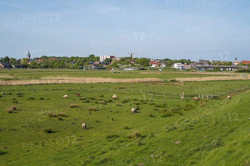 Sheep grazing in the meadows, Dockkoog, Husum, North Frisia, Schleswig-Holstein, Germany
