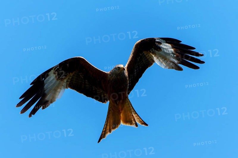 A red kite with spread wings flying in the sky, Red kite, (Milvus milvus) wildlife, Germany