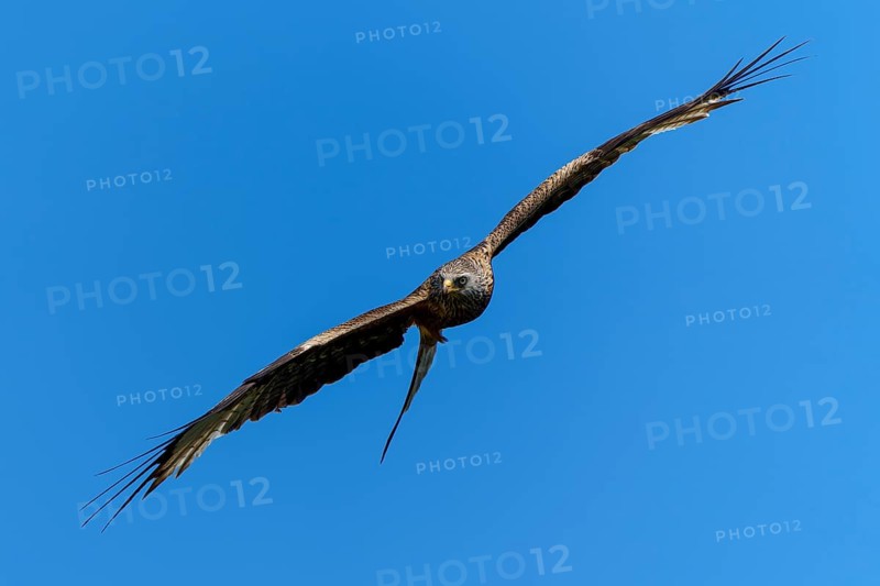 Bird of prey in frontal flight with wings spread wide, Red Kite, (Milvus milvus) wildlife, Germany