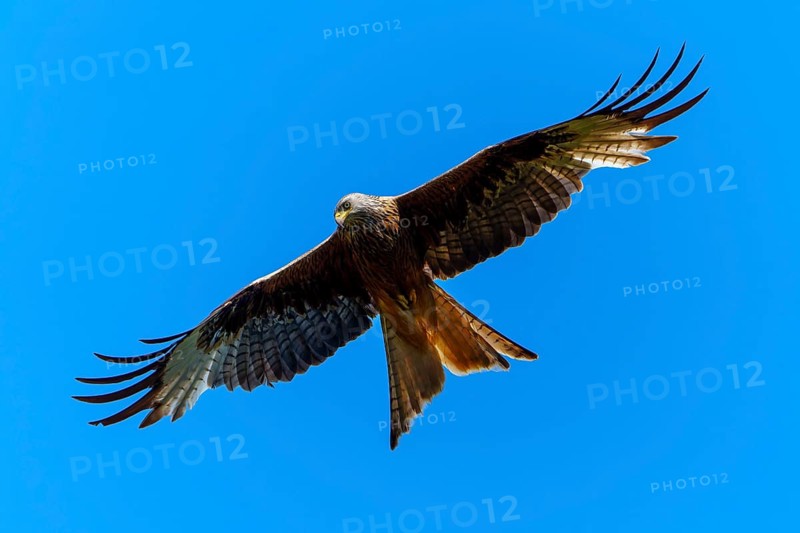 Bird of prey in flight, spreading its wings against the blue sky, Red Kite, (Milvus milvus) wildlife, Germany