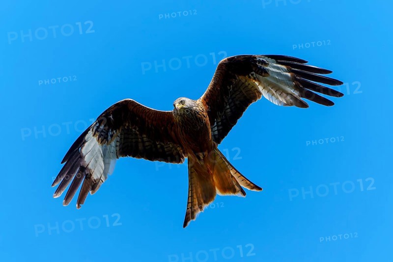 A bird of prey with spread wings flying against a blue sky, Red Kite, (Milvus milvus) wildlife, Germany