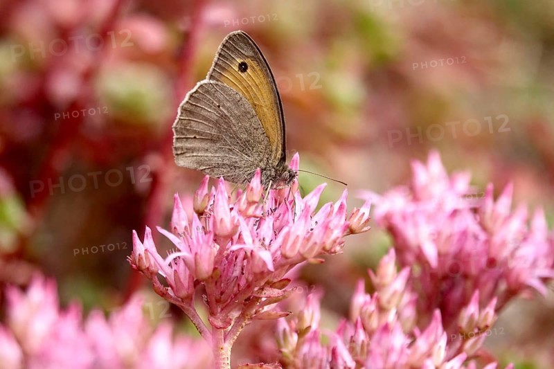 Meadow Brown, July, Germany