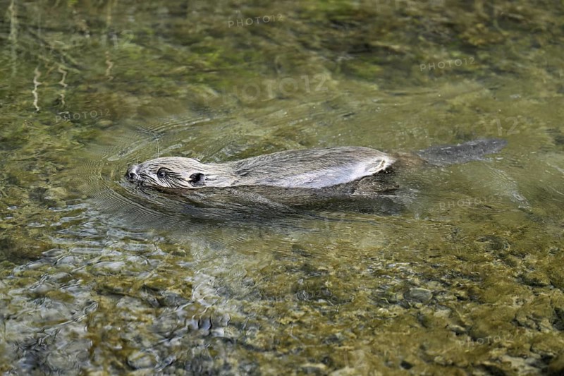 Eurasian beaver, European beaver (Castor fibre), swimming in a stream, Canton Zug, Switzerland