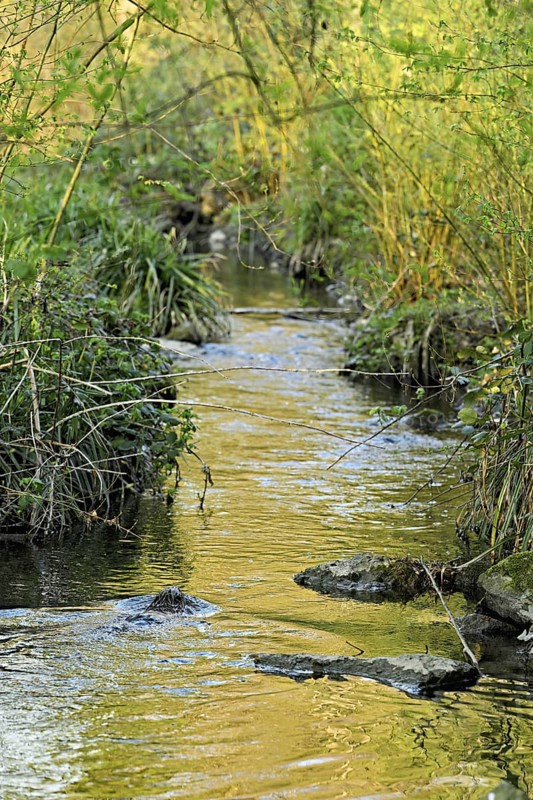 Eurasian beaver, European beaver (Castor fibre), swimming in a stream, Canton Zug, Switzerland
