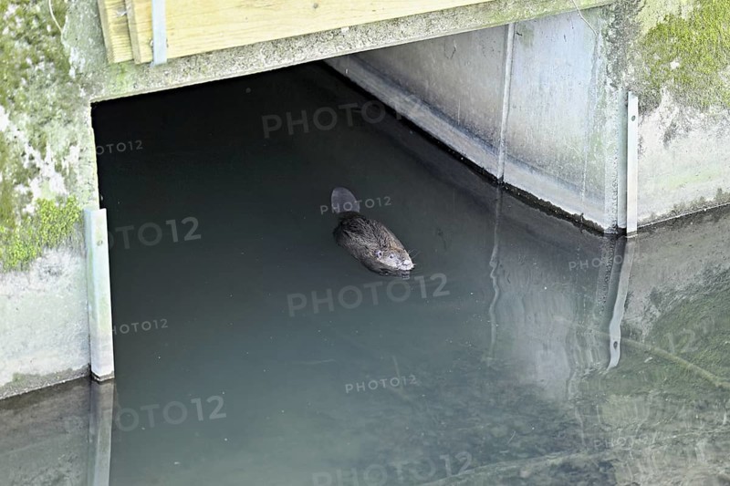 Eurasian beaver, European beaver (Castor fibre), swimming under a bridge, Canton Zug, Switzerland