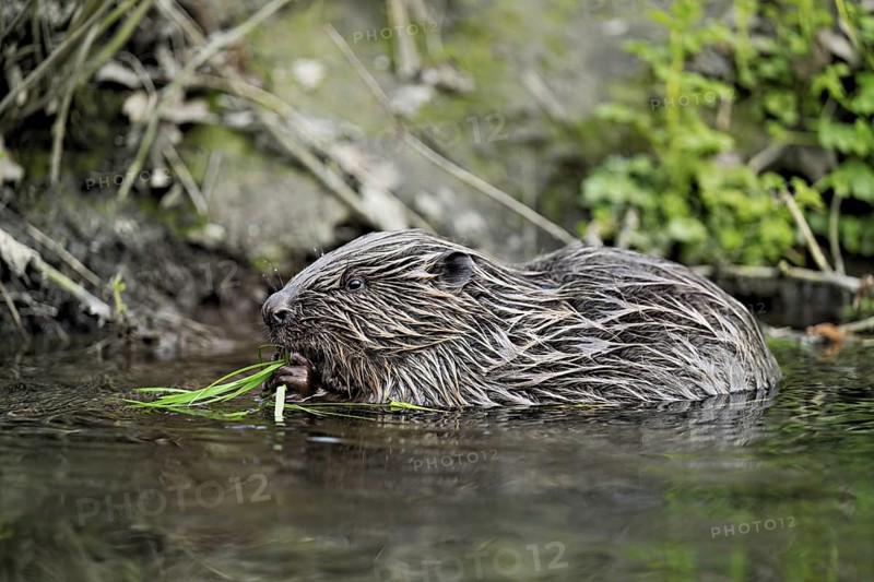 Eurasian beaver, European beaver (Castor fibre), eating grass on the bank of a stream, Canton Zug, Switzerland