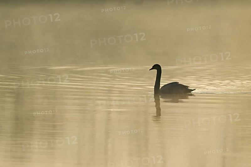Mute swan (Cygnus olor), swimming in the morning light on the Flachsee, nature reserve, Reusstal, Freiamt, Canton Aargau, Switzerland