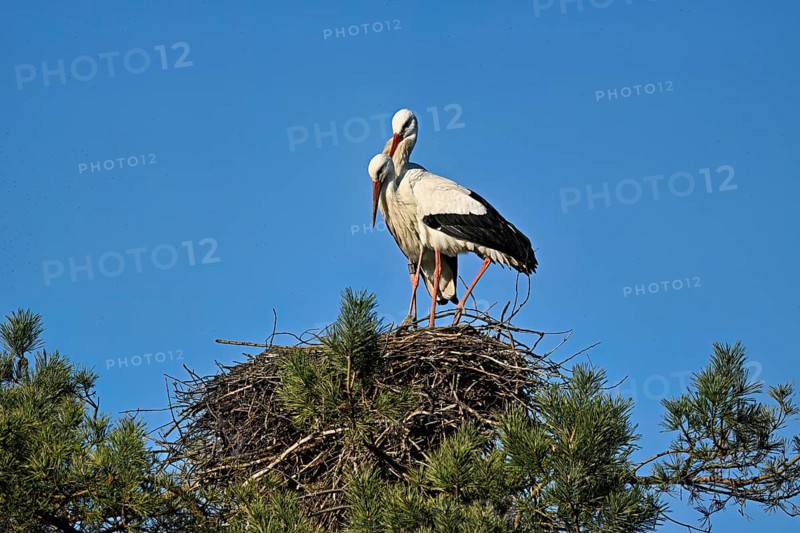 White storks (Ciconia ciconia), pair standing on eyrie, Switzerland
