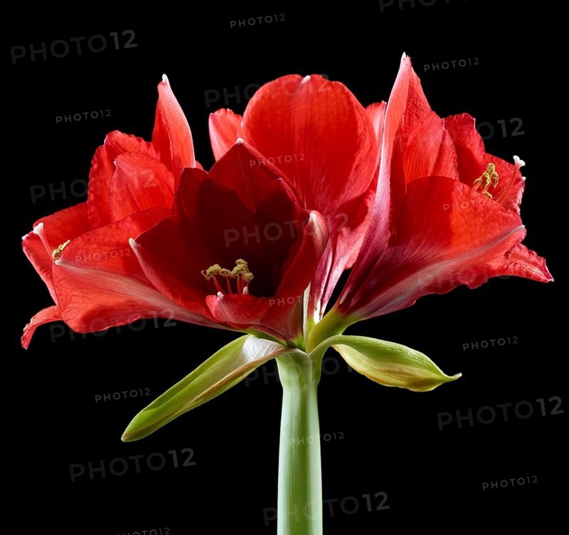 Amaryllis blossoms (Hippeastrum striatum)