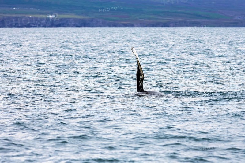 Humpback whale (Megaptera novaeangliae) swimming at the surface, pectoral fin, whale watching in Skjalfandi Bay, Husavik, Húsavík, North Iceland, Iceland