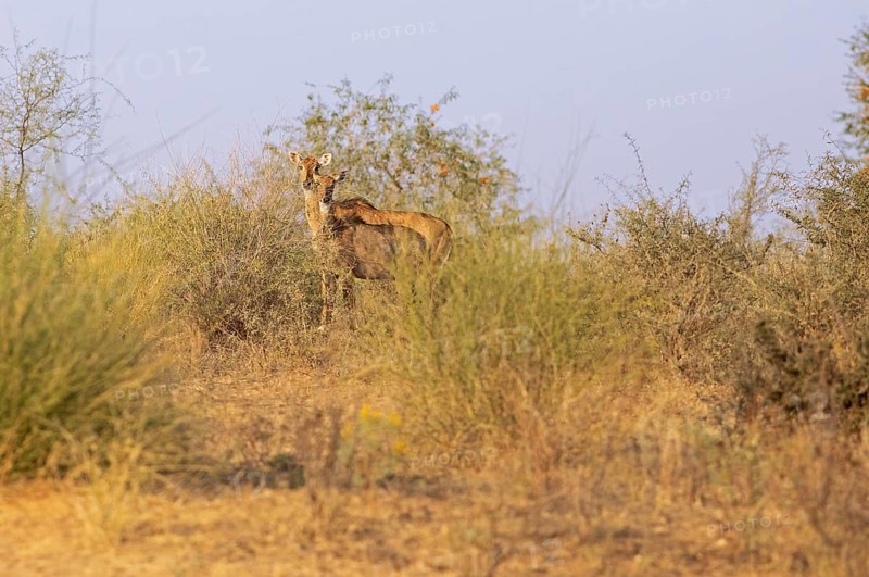 Nilgau antelope cows (Boselpahus tragocamelus) in the Thar Desert or Great Indian Desert, near Jaisalmer, Rajasthan, India