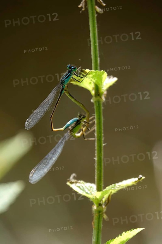 Two dragonflies on a lake shore, July, Germany