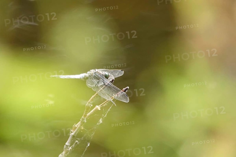Dragonfly on a lake shore, July, Germany