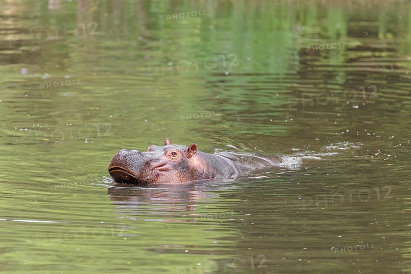 An adult hippopotamus (Hippopotamus amphibius) swimming in a river
