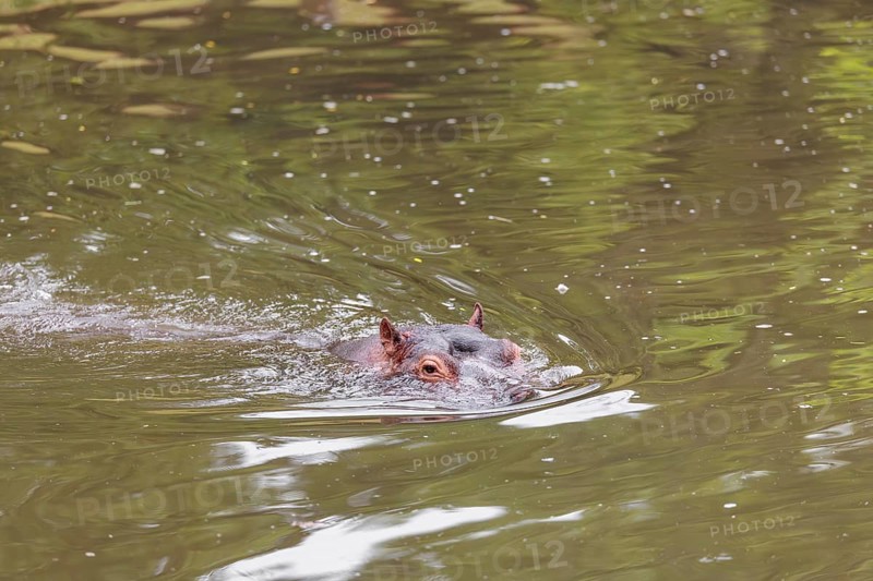 An adult male hippopotamus (Hippopotamus amphibius) shows aggression and defends its territory