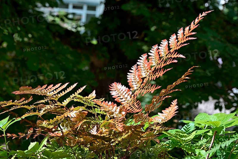 Red veil fern (Dryopteris erythrosora)