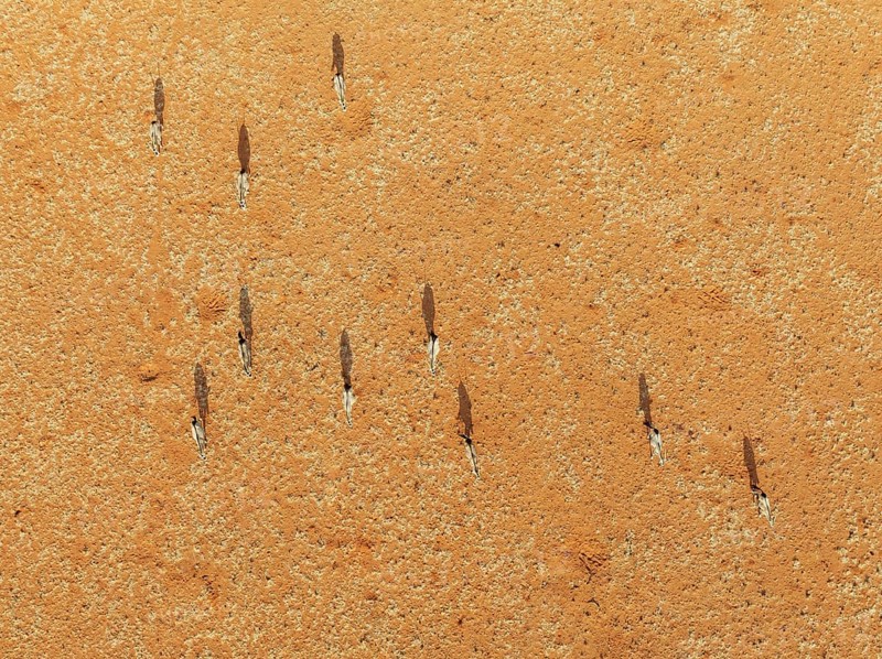 Gemsbok (Oryx gazella). Roaming an arid plain at the edge of the Namib Desert. Aerial view. Drone shot. Namibia