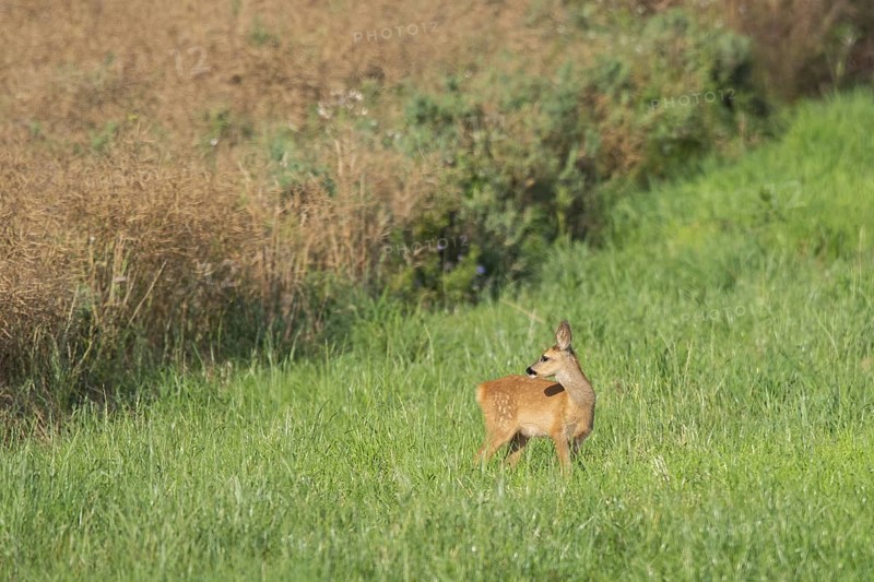 Fawn (Capreolus capreolus) at the edge of a field, Mecklenburg-Western Pomerania, Müritz region, Germany