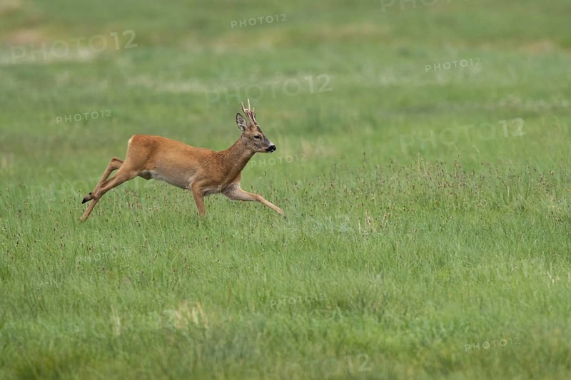 Roebuck (Capreolus capreolus), Mecklenburg-Western Pomerania, Müritz region, Germany