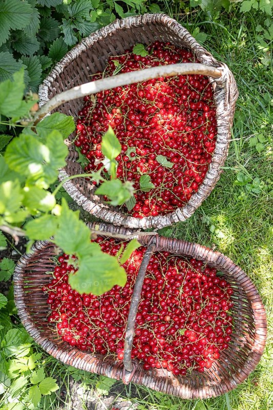 Two baskets of redcurrants or currants, Ribes Rubum, Upper Bavaria, Bavaria, Germany