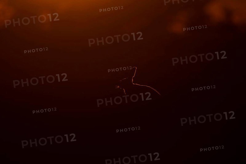 European brown hare (Lepus europaeus) adult animal rim lit from backlighting in a farmland field at sunset, England, United Kingdom