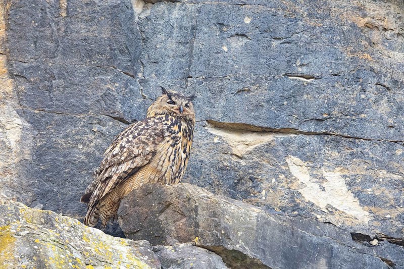 Eurasian Eagle-owl (Bubo bubo) adult bird in the rock face Germany