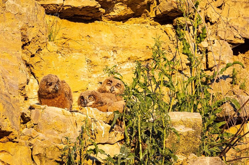 Eurasian Eagle-owl (Bubo bubo) chicks in the nest hollow Germany
