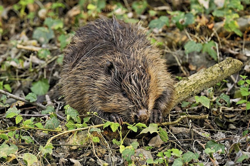 Eurasian beaver, European beaver (Castor fibre), eating leaves on the bank of a stream, Canton Zug, Switzerland
