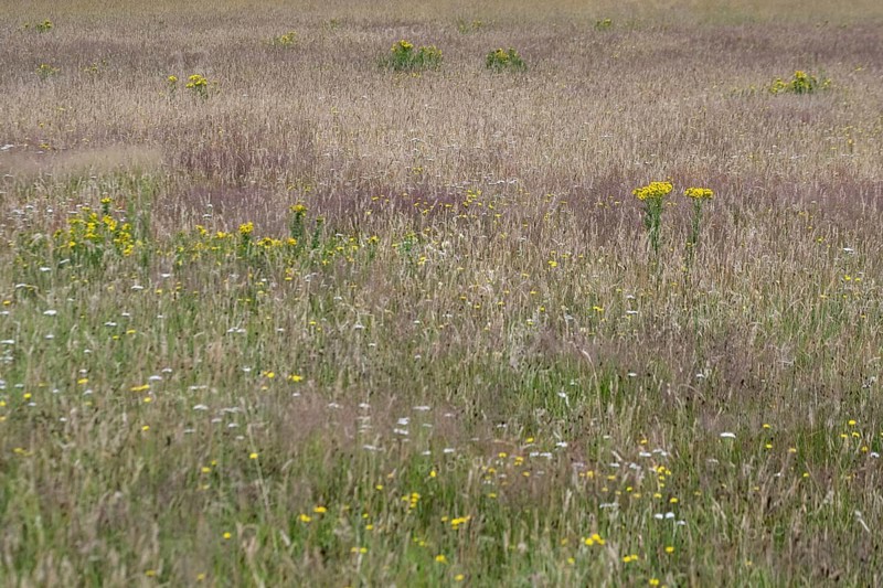 Meadow with ragwort (Senecio jacobaea), Emsland, Lower Saxony, Germany