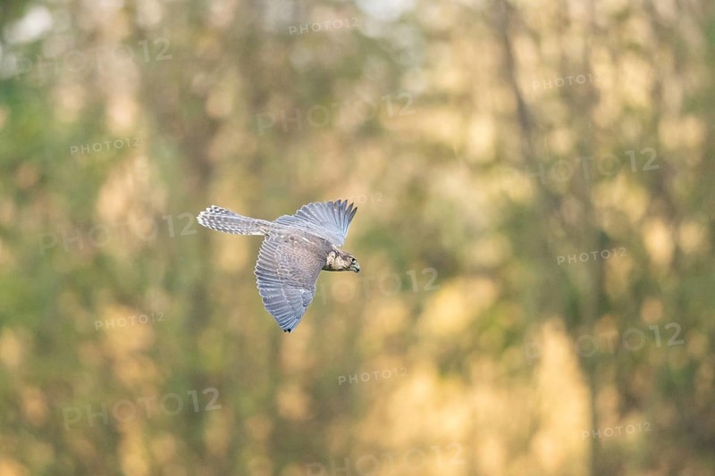 Peregrine falcon (Falco peregrinus) flying, autumn, Bavaria, Germany