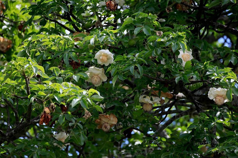 African baobab (Adansonia digitata), African baobab, flowers, flowering, foliage, Kruger, Kruger National Park, South Africa, Africa