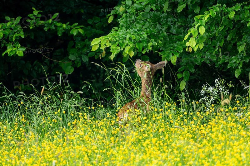Roe deer (Capreolus capreolus), female, Vulkaneifel, Rhineland-Palatinate, Germany