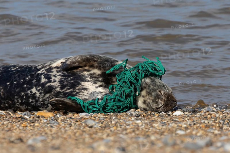 Grey seal (Halichoerus grypus) adult animal with netting wrapped around its body resting on a beach, England, United Kingdom