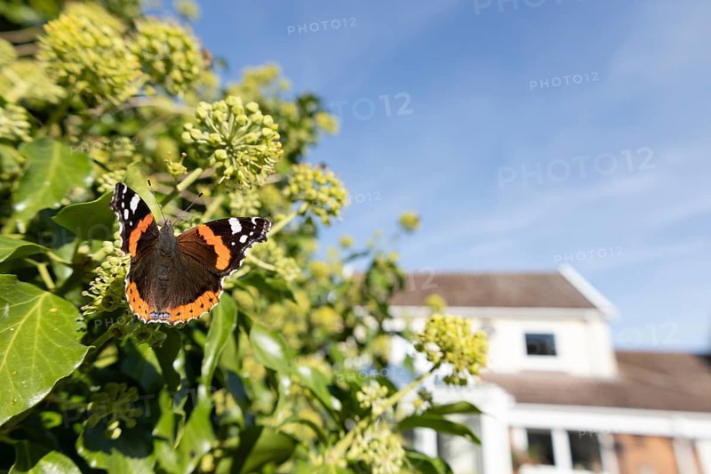 Red admiral butterfly (Vanessa atalanta) adult insect feeding on Ivy (Hedera helix) flowers in summer in an urban garden with a house in the background, England, United Kingdom
