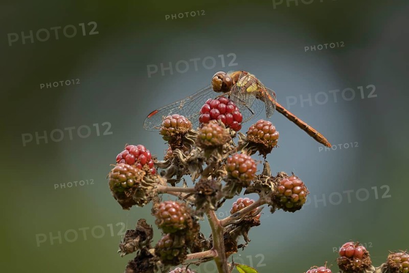 Common darter dragonfly (Sympetrum striolatum) adult insect resting on blackberries fruit in summer, England, United Kingdom