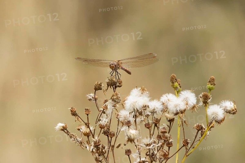 Common darter dragonfly (Sympetrum striolatum) adult insect resting on a flower seedhead in summer, England, United Kingdom