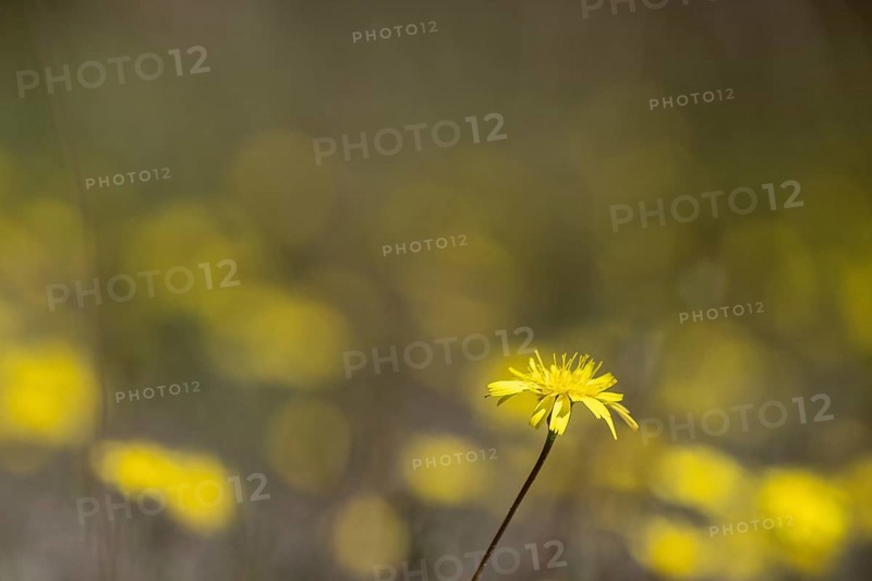 Hawkweed (Hieracium), Emsland, Lower Saxony, Germany