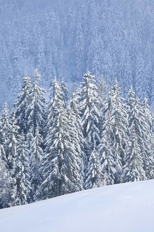 Freshly snow-covered spruce forest, Sattelegg, Schwyz, Switzerland