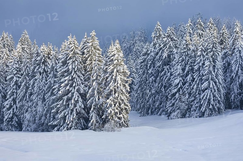 Freshly snow-covered spruce forest, Sattelegg, Schwyz, Switzerland