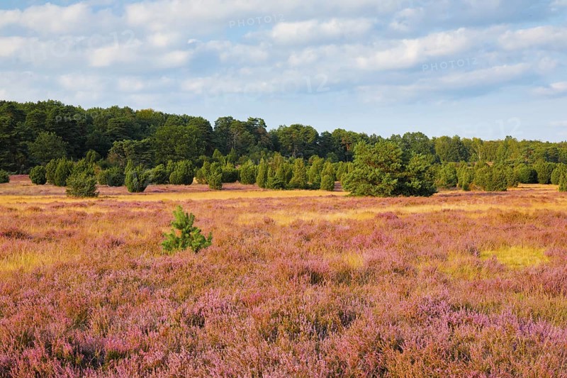 Trees and blooming heath near Oberhaverbeck in the Lüneburg Heath nature park Park, Lower Saxony, Germany