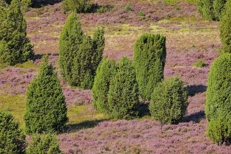 Trees and flowering heath at Steingrund in Lüneburg Heath nature park Park, Lower Saxony, Germany