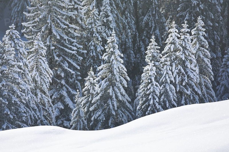 Freshly snow-covered spruce forest