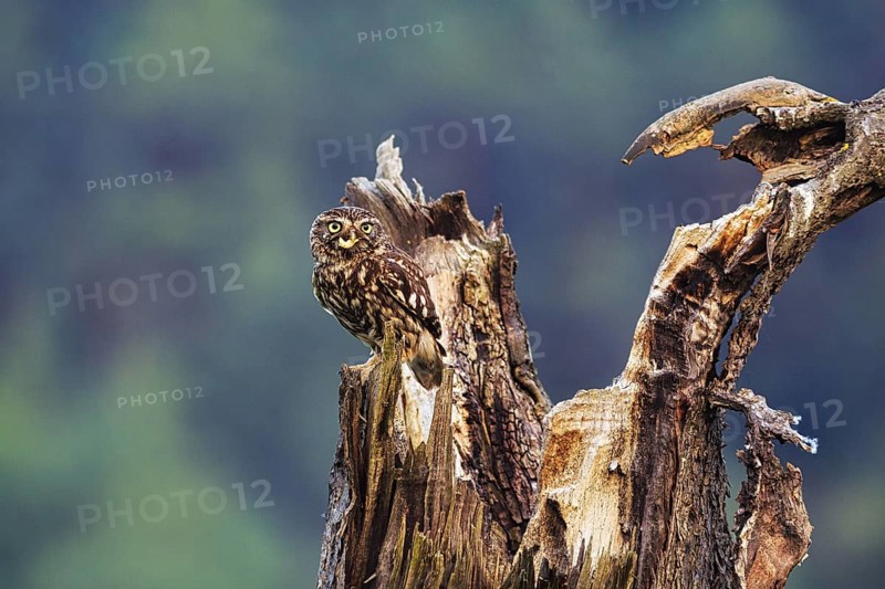 Little owl (Athene noctua) sitting on dead wood, prey in its beak, Höxter, Weserbergland, North Rhine-Westphalia, Germany